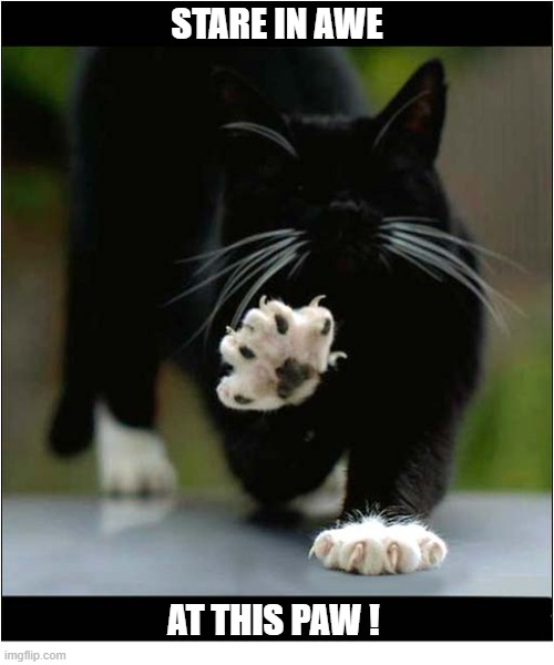 Impressive Claws ! | Stare in awe; At this paw ! | image tagged in cats,claws,paws | made w/ Imgflip meme maker