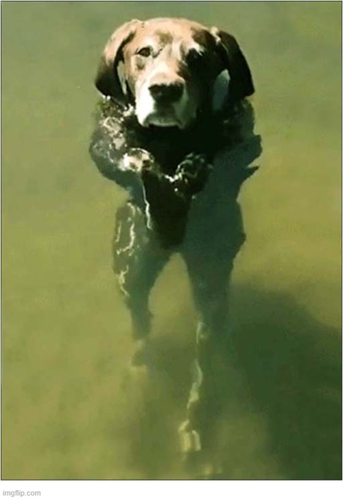 Just Keeping Cool ! | image tagged in dogs,cool,pool,heat wave | made w/ Imgflip meme maker