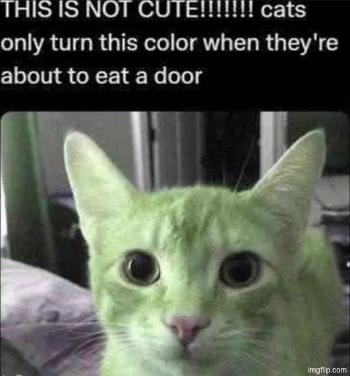 image tagged in this is not cute | made w/ Imgflip meme maker