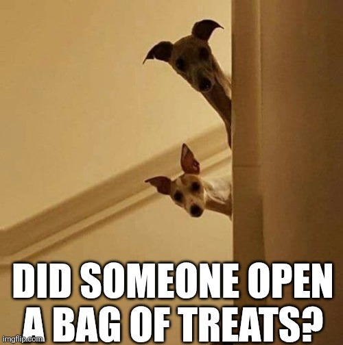 Did Someone Open A Bag Of Treats? | Did someone open
A bag of treats? | made w/ Imgflip meme maker