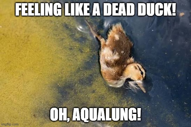 Dead Duck In DC Reflecting Pool / Aqualung, My Friend | feeling like a dead duck! oh, aqualung! | image tagged in washington dc,dead duck,reflecting pool,jethro tull,donald trump sucks | made w/ Imgflip meme maker