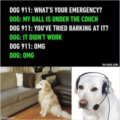 Dog 911 | image tagged in dog,calling 911,emergency,response,doggo,omg | made w/ Imgflip meme maker