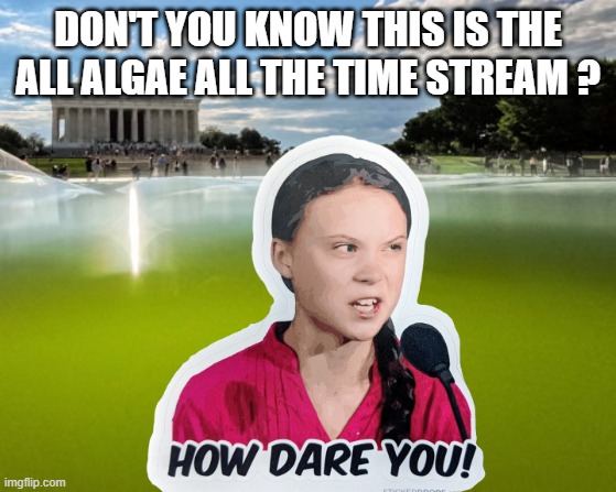Don't you know this is the all algae all the time stream ? | made w/ Imgflip meme maker