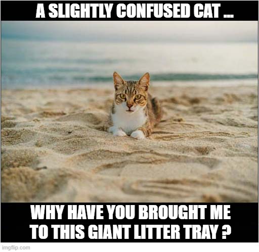 A Day At The Beach | a slightly confused cat ... why have you brought me to this giant litter tray ? | image tagged in cats,day at the beach,litter tray,confusion | made w/ Imgflip meme maker