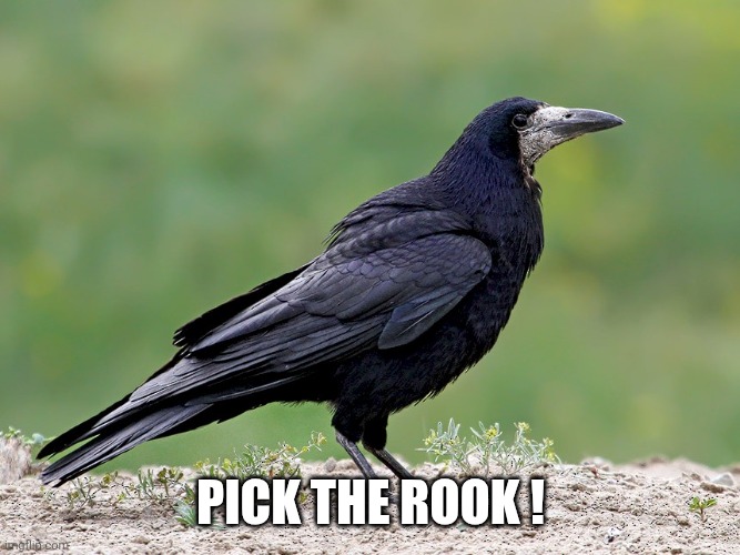 Rook | Pick the rook ! | image tagged in rook | made w/ Imgflip meme maker