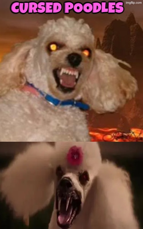 Cursed Poodles | Cursed Poodles | image tagged in cursed images,poodle,possessed,scary,dogs,unsee juice | made w/ Imgflip meme maker