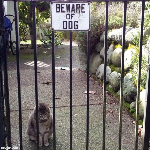 The dog is off today, so the cat stood in | made w/ Imgflip meme maker