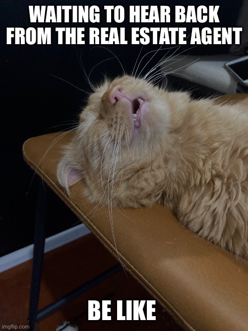 Waiting to hear back from the real estate agent | Waiting to hear back from the real estate agent; Be like | image tagged in relatable,real estate,cat,funny memes,funny cat memes,funny cat | made w/ Imgflip meme maker