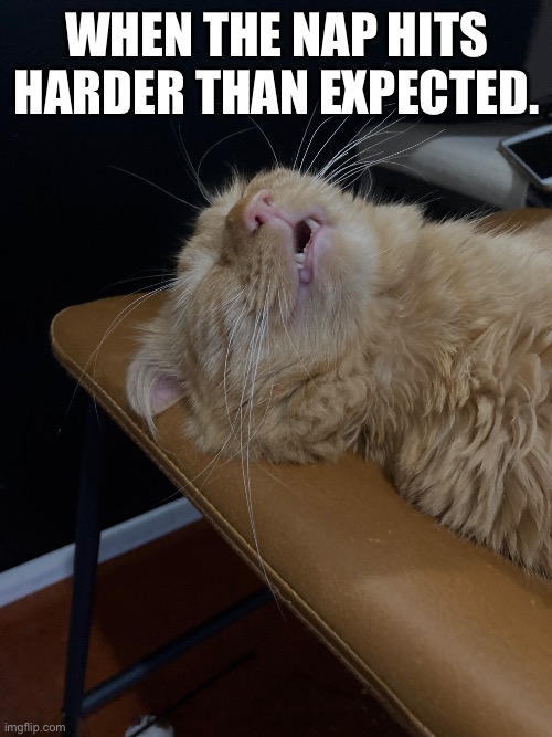 When the Nap Hits Harder than Expected | When the nap hits harder than expected. | image tagged in funny memes,funny cats,tired,nap,cat,sleepy cat | made w/ Imgflip meme maker