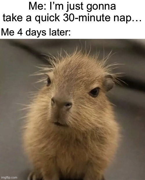 LAZARUS!!!!!!!!!!!!! Come out!!!!!!!!!!!!! | Me: I’m just gonna take a quick 30-minute nap…; Me 4 days later: | image tagged in blank white template,capybedhead | made w/ Imgflip meme maker
