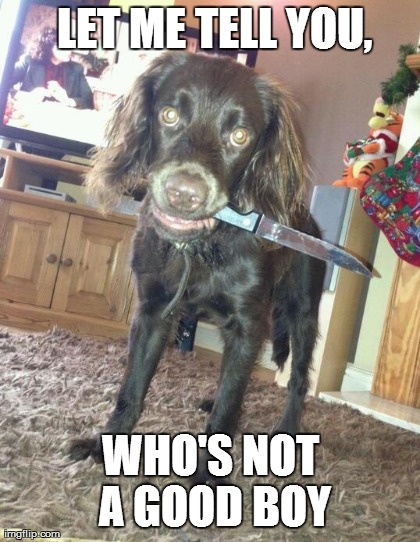 image tagged in funny,dogs,funny | made w/ Imgflip meme maker