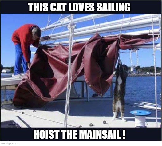 He Is One 'Salty Sea Cat' ! | This Cat Loves Sailing; hoist the mainsail ! | image tagged in cats,sailing | made w/ Imgflip meme maker