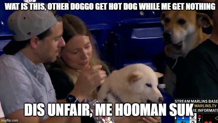 Poor Guy | wat is this, other doggo get hot dog while me get nothing; Dis unfair, me hooman suk | image tagged in fadyvvuv-720 jpg,baseball,dogs,what the dog doin | made w/ Imgflip meme maker
