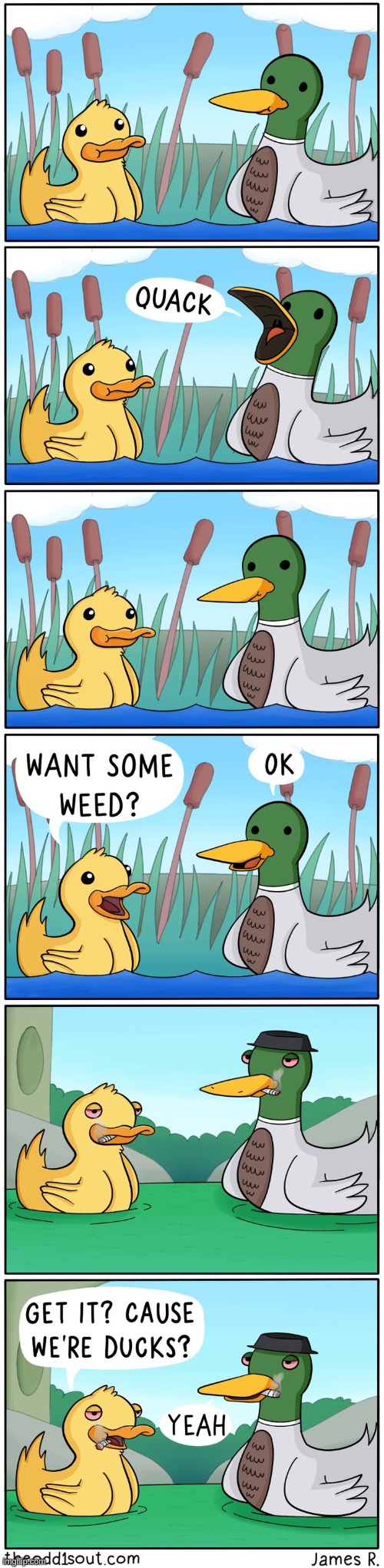 The Odd 1s Out | image tagged in comics,the odd 1s out,ducks,pond,weed,chill out | made w/ Imgflip meme maker