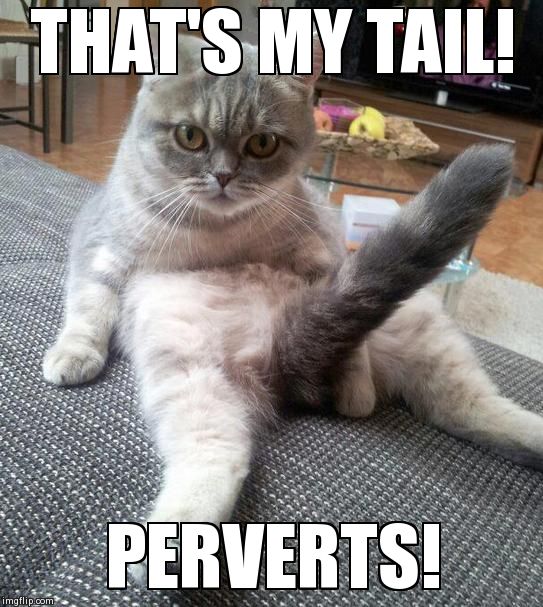 Sexy Cat Meme | THAT'S MY TAIL! PERVERTS! | image tagged in sexy cat | made w/ Imgflip meme maker