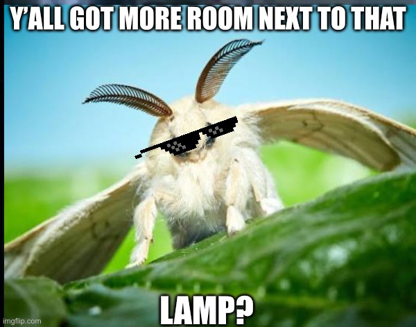 Moth | Y’all got more room next to that; LAMP? | image tagged in moth | made w/ Imgflip meme maker