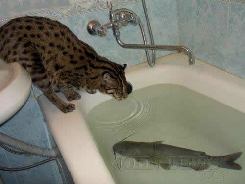 Cat With Fish Memes Imgflip, Fishing In Bathtub Meme