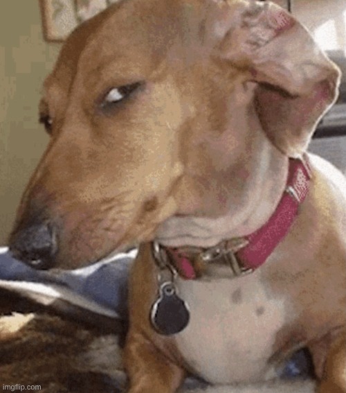 image tagged in side eye dog | made w/ Imgflip meme maker