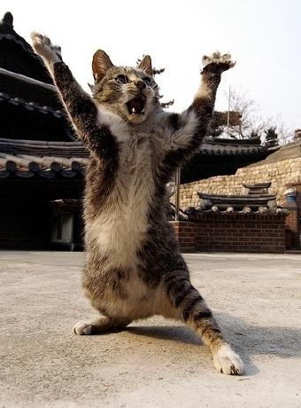 kung fu kitten Blank Meme Template