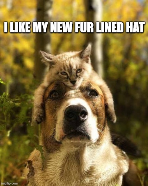 My cat loves her new "fur hat". | I like my new fur lined hat | image tagged in cat,kittens,funny,humor,dogs,play on words | made w/ Imgflip meme maker