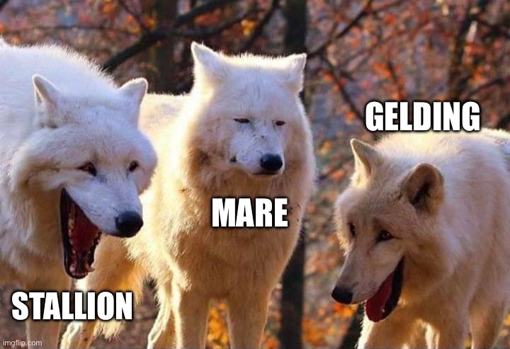 When you tell a group of horses a joke | Gelding; Mare; Stallion | image tagged in laughing wolf | made w/ Imgflip meme maker