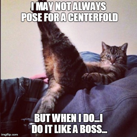 I MAY NOT ALWAYS POSE FOR A CENTERFOLD BUT WHEN I DO...I DO IT LIKE A BOSS... | image tagged in cat,funny,boss,pose | made w/ Imgflip meme maker