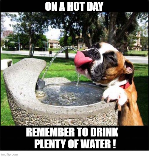 Follow This Boxers Example ! | On a hot day; remember to drink 
  plenty of water ! | image tagged in dogs,boxer,advice,drink,water | made w/ Imgflip meme maker
