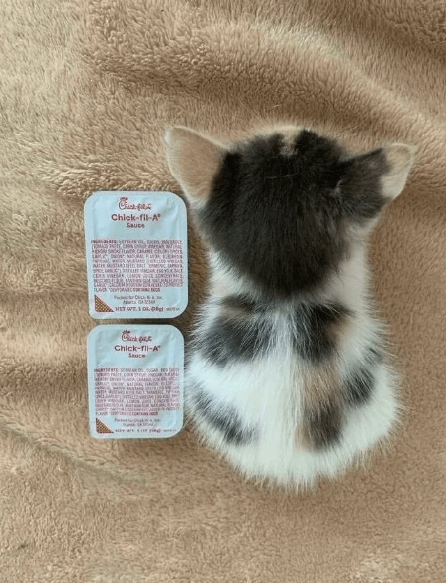 High Quality Small cat Blank Meme Template