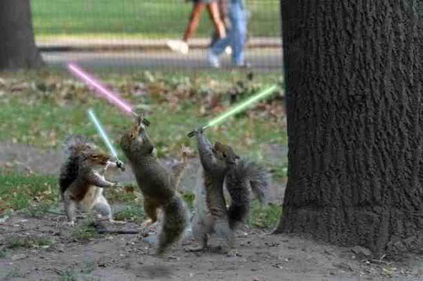 Jedi Squirrels Blank Meme Template