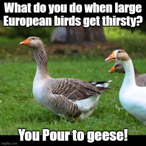 Pour to Geese | What do you do when large European birds get thirsty? You Pour to geese! | image tagged in black square,birds,portugal,puns | made w/ Imgflip meme maker
