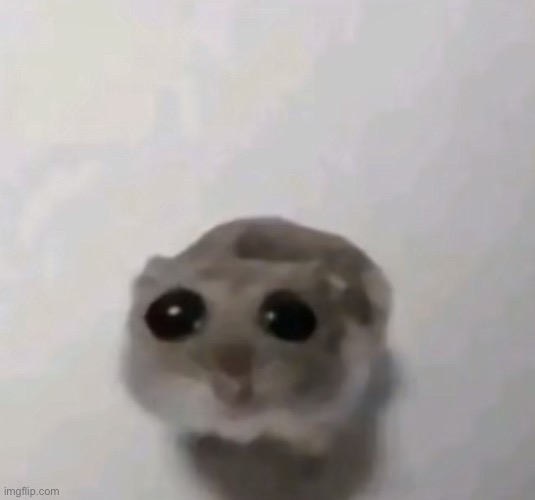 image tagged in scared hamster | made w/ Imgflip meme maker