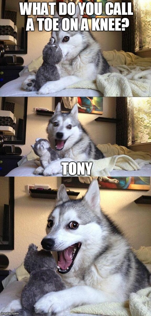 Funny Dog | WHAT DO YOU CALL A TOE ON A KNEE? TONY | image tagged in memes,bad pun dog | made w/ Imgflip meme maker