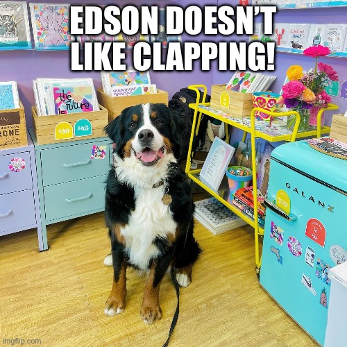 Noise Sensitive Bernese | Edson doesn’t like clapping! | image tagged in img_7681 jpeg | made w/ Imgflip meme maker