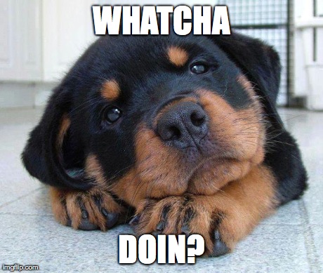 Whatcha Doin? | WHATCHA DOIN? | image tagged in puppy | made w/ Imgflip meme maker