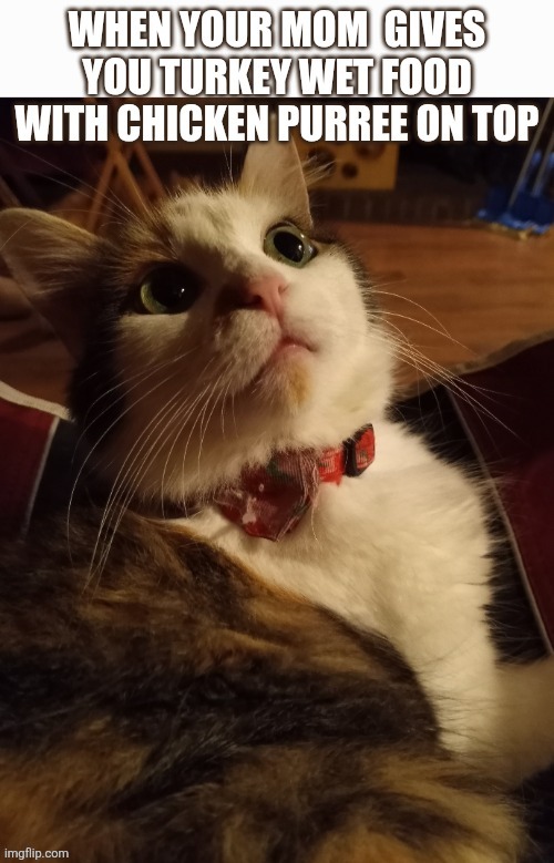 Cali the calico | image tagged in funny cat memes | made w/ Imgflip meme maker