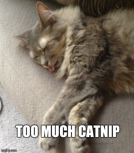 TOO MUCH CATNIP | made w/ Imgflip meme maker