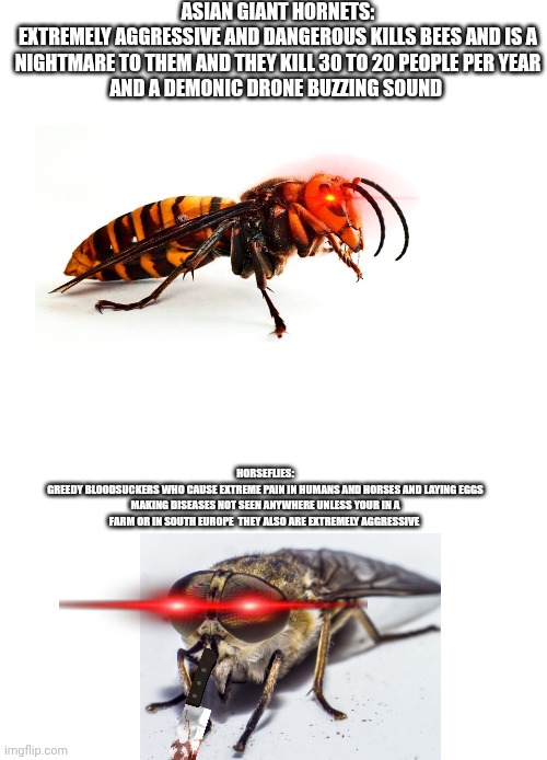 Difference between horseflies and Asian giant hornets | ASIAN GIANT HORNETS:
EXTREMELY AGGRESSIVE AND DANGEROUS KILLS BEES AND IS A NIGHTMARE TO THEM AND THEY KILL 30 TO 20 PEOPLE PER YEAR
AND A DEMONIC DRONE BUZZING SOUND; Horseflies:
Greedy bloodsuckers who cause extreme pain in humans and horses and laying eggs making diseases not seen anywhere unless your in a farm or in south Europe  they also ARE EXTREMELY AGGRESSIVE | image tagged in murder hornets,flies | made w/ Imgflip meme maker