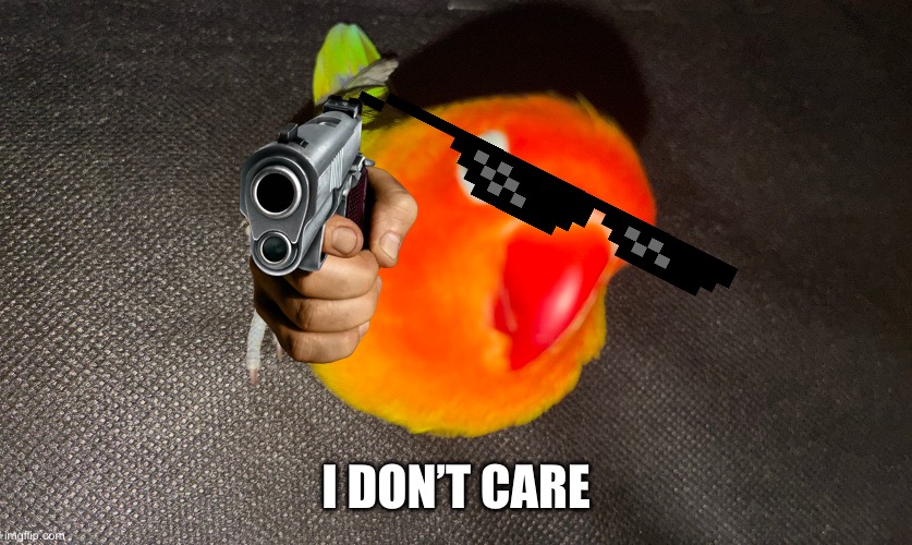 Curious bird | I don’t care | image tagged in curious bird | made w/ Imgflip meme maker