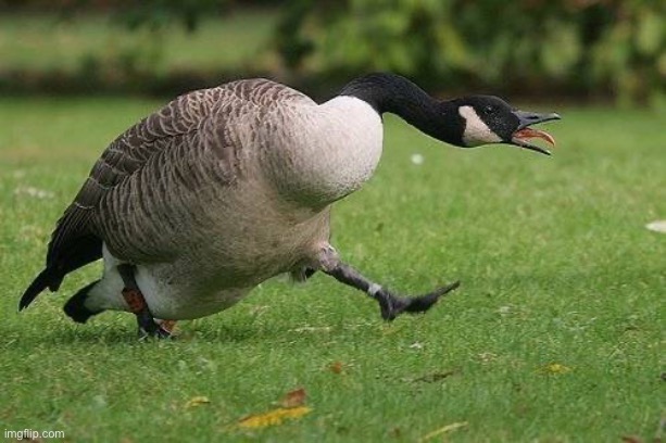 Angry Canada Goose | image tagged in angry canada goose | made w/ Imgflip meme maker