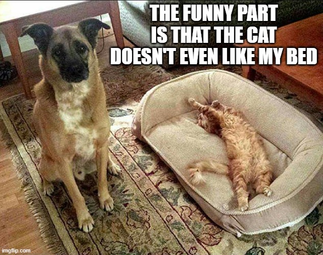 The cat steals the dogs bed. The funny thing is, she doesn't even like the bed. | The funny part is that the cat doesn't even like my bed | image tagged in cat,kittens,funny,humor,cats and dogs,play on words | made w/ Imgflip meme maker