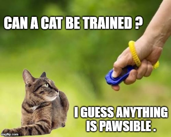 Can a cat be trained?    I guess anything is pawsible. | Can a cat be trained ? I guess anything is pawsible . | image tagged in cat,kittens,play on words,funny,humor,training | made w/ Imgflip meme maker