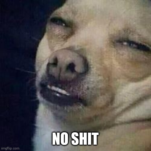 no shit dog | no shit | image tagged in no shit dog | made w/ Imgflip meme maker