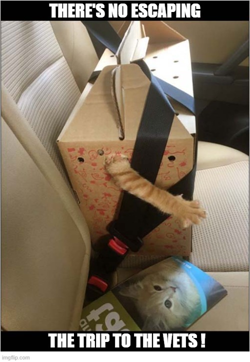 Someone Isn't Happy With The Transport Arrangements ! | there's no escaping; the trip to the vets ! | image tagged in cats,no escape,vets | made w/ Imgflip meme maker