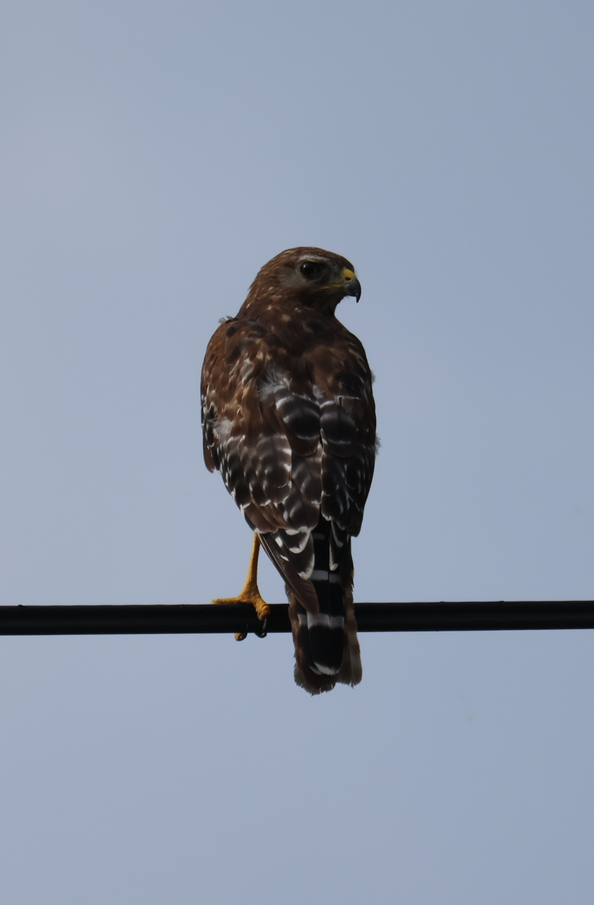 High Quality Hawk Looking Back Blank Meme Template