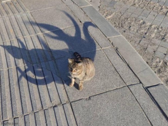 Cyn in one image | image tagged in eldritch cat,murder drones | made w/ Imgflip meme maker