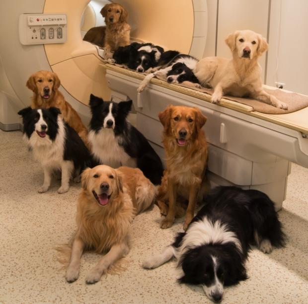 Dogs in MRI machine Blank Meme Template