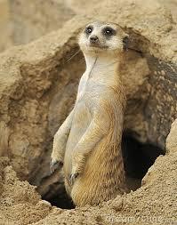 High Quality Meerkat Blank Meme Template