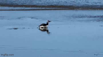 axt7ns.gif