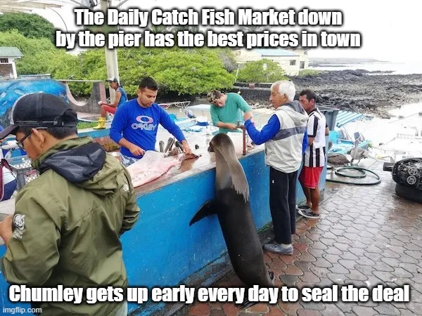 Fish Market | The Daily Catch Fish Market down by the pier has the best prices in town; Chumley gets up early every day to seal the deal | image tagged in seafood,fresh,seal,cute | made w/ Imgflip meme maker