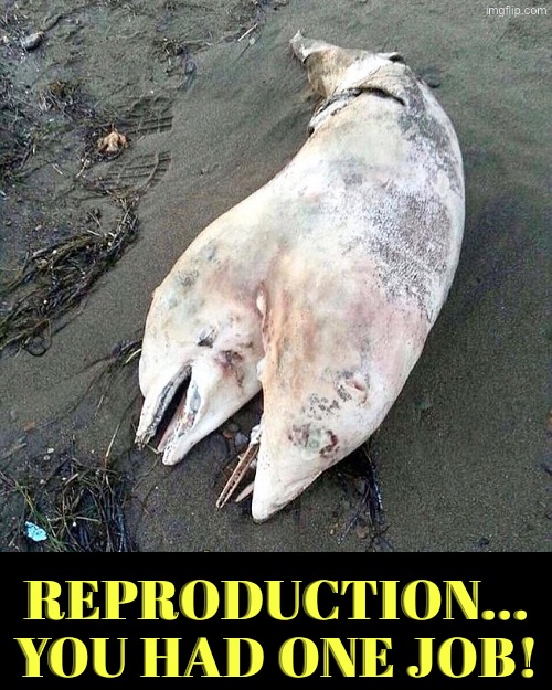 Reproduction Failed Successfully | Reproduction... You had one job! | image tagged in you had one job,fish,what did i just see,what the hell happened here,duhhh dumbass,what the hell is this | made w/ Imgflip meme maker